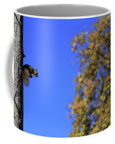 Squirrel Coffee Mug featuring the photograph Nuts by Digiblocks Photography