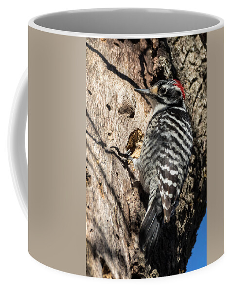Woodpecker Coffee Mug featuring the photograph Nuttall's Woodpecker by Kathleen Bishop
