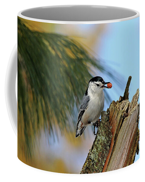White Breasted Nuthatch Coffee Mug featuring the photograph Nutty Nuthatch by Debbie Oppermann