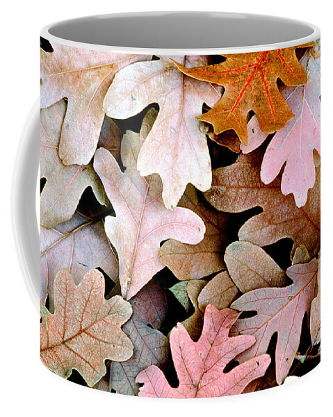 Oak Coffee Mug featuring the photograph Oak Leaves Photo by Peter J Sucy