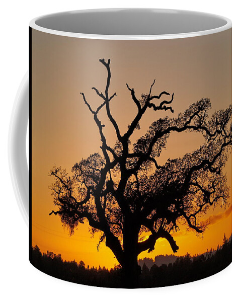 December Skies Coffee Mug featuring the photograph Oak Tree Sundown by Richard Thomas