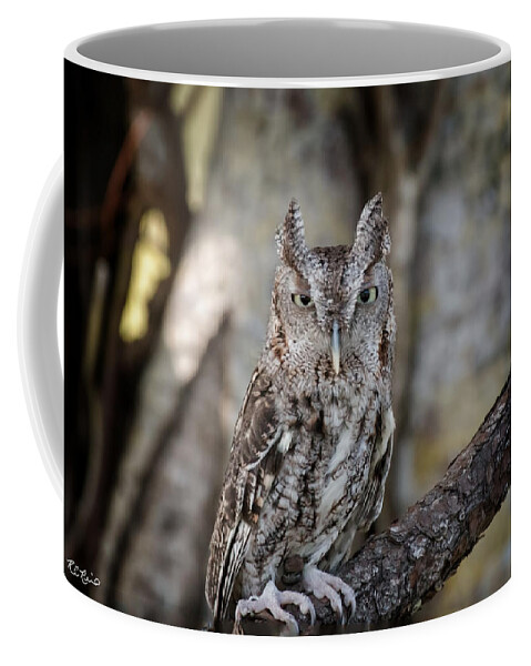 Florida Coffee Mug featuring the photograph Okeeheelee Nature Center - Shadow the Screech Owl in his Sights by Ronald Reid