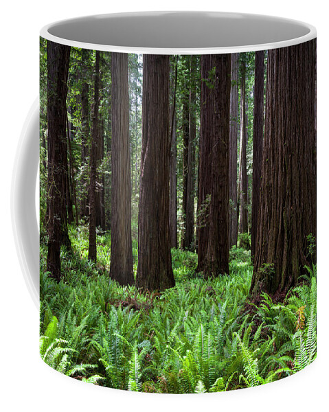 Fern Coffee Mug featuring the photograph Old Growth Redwood Forest by Rick Pisio
