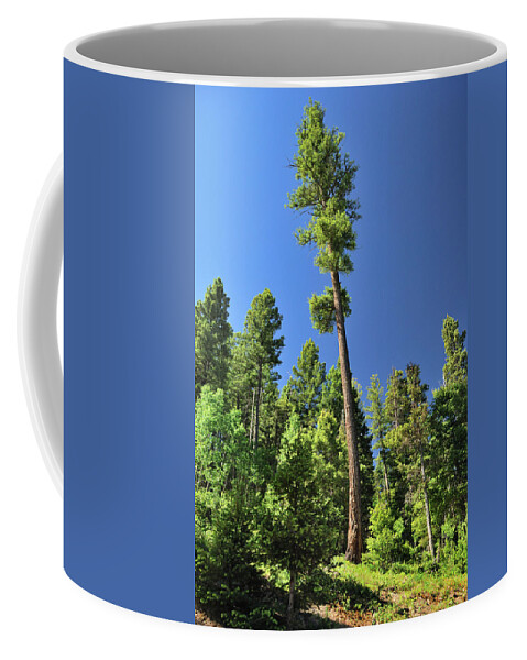 Trees Coffee Mug featuring the photograph Old Ponderosa by Ron Cline