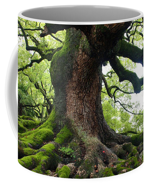 Tree Coffee Mug featuring the photograph Old Tree in Kyoto by Carol Groenen