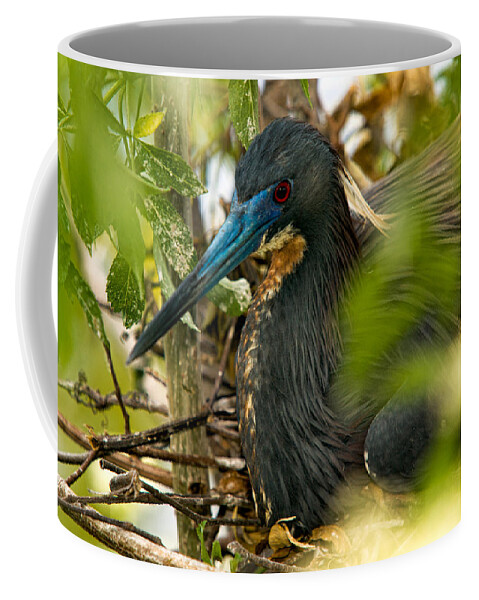 Tri-color Heron Coffee Mug featuring the photograph On The Nest by Christopher Holmes