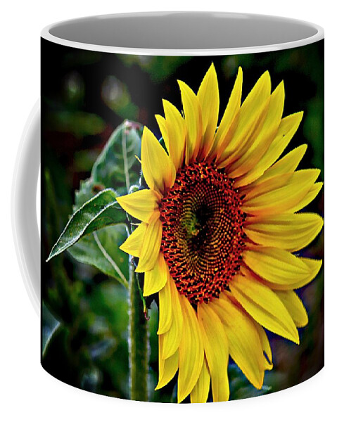 Yellow Sunflower Coffee Mug featuring the photograph One Big Sunflower by Karen McKenzie McAdoo