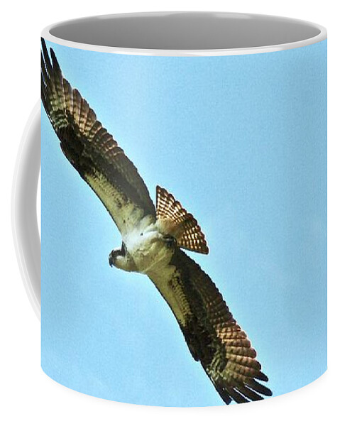 Osprey Coffee Mug featuring the photograph One last look by Shawn M Greener