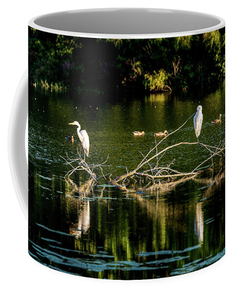 Ardea Alba Coffee Mug featuring the photograph One Legged Egrets by Onyonet Photo studios