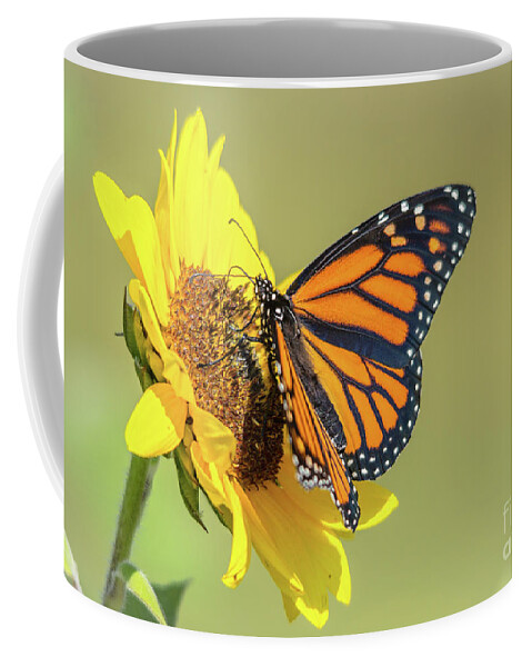 Cheryl Baxter Photography Coffee Mug featuring the photograph Open Monarch on Sunflower by Cheryl Baxter