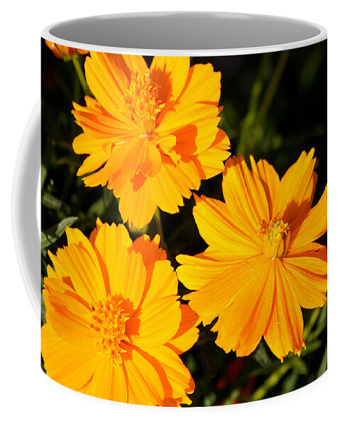 Nature Coffee Mug featuring the photograph Cosmos Trio by Sheila Brown