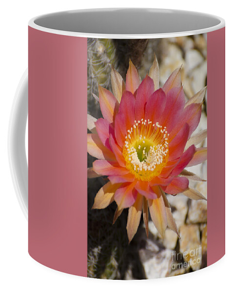 Cactus Coffee Mug featuring the photograph Orange cactus flower by Jim And Emily Bush