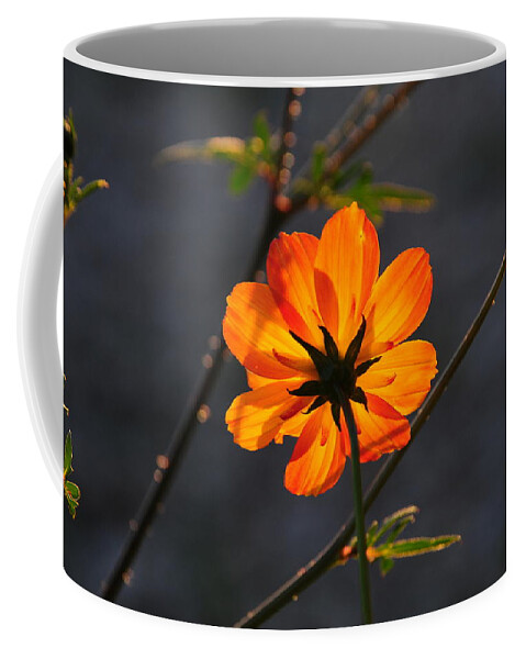 Orange Coffee Mug featuring the photograph Orange Cosmo by Susie Rieple