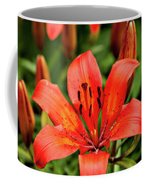  Coffee Mug featuring the photograph Orange Day Lilly Single by Mary Jo Allen