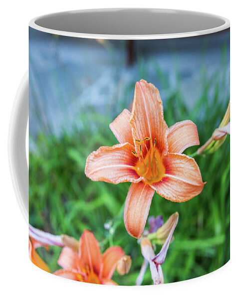 Flower Coffee Mug featuring the photograph Orange Daylily by D K Wall