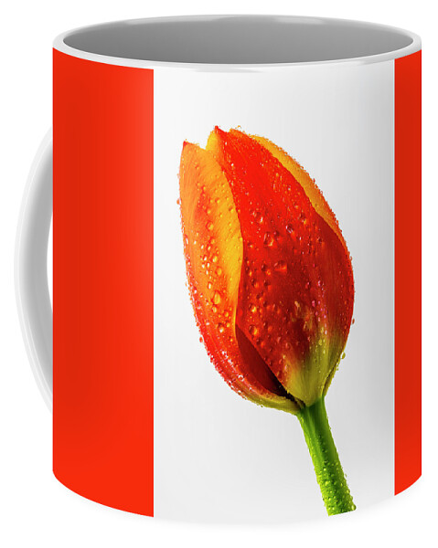 Tulip Coffee Mug featuring the photograph Orange dewy Tulip by Garry Gay