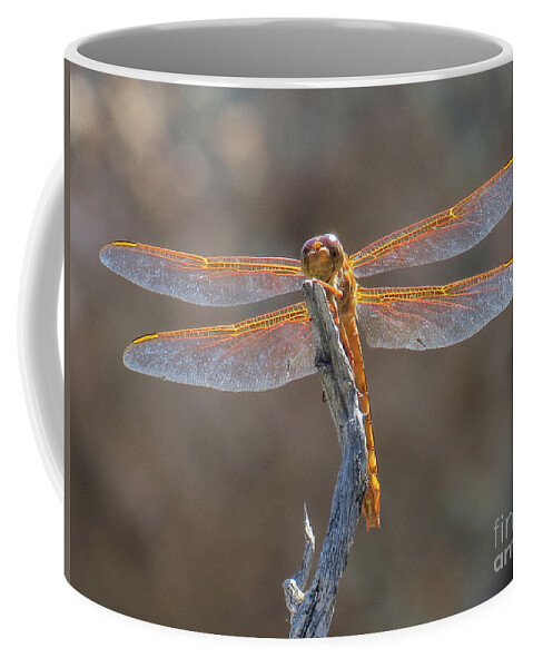 Nature Coffee Mug featuring the photograph Dragonfly 3 by Christy Garavetto