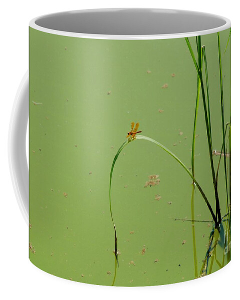 Dragonfly Coffee Mug featuring the photograph Orange Dragonfly by Craig Wood