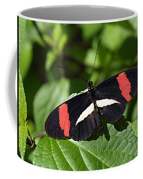 Small Postman Butterfly Coffee Mug featuring the photograph Orange Eyes --- Small Postman Butterfly by Bob Johnson