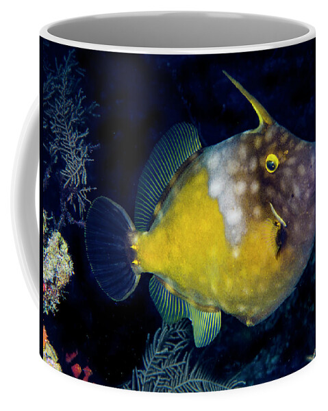 Jean Noren Coffee Mug featuring the photograph Orange Filefish by Jean Noren