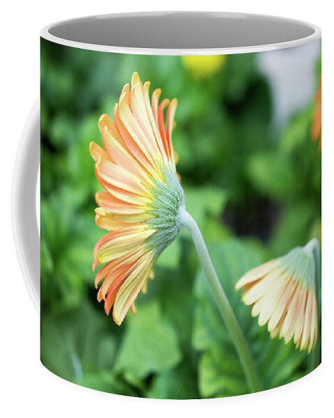 Close-up Photography Coffee Mug featuring the photograph Orange Gerbera Daisy by Lisa Blake