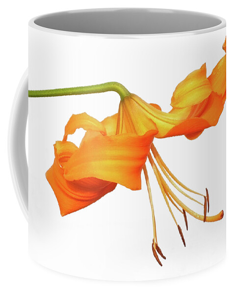 Tiger Lily Coffee Mug featuring the photograph Orange Tiger Lily by Jim Zablotny