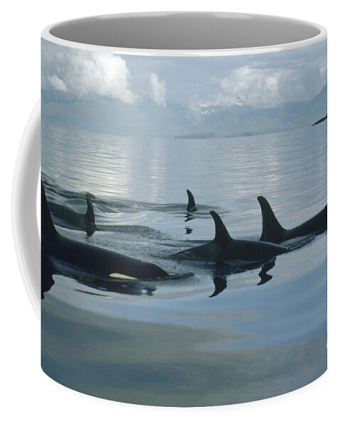 00079478 Coffee Mug featuring the photograph Orca Pod Johnstone Strait Canada by Flip Nicklin