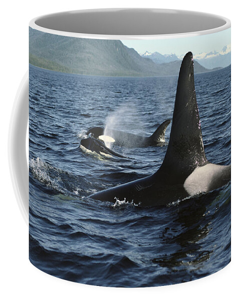 00079588 Coffee Mug featuring the photograph Orca Pod Surfacing Johnstone Strait by Flip Nicklin
