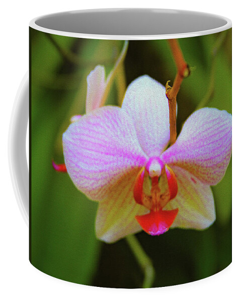 Bonnie Follett Coffee Mug featuring the photograph Orchid Blush by Bonnie Follett