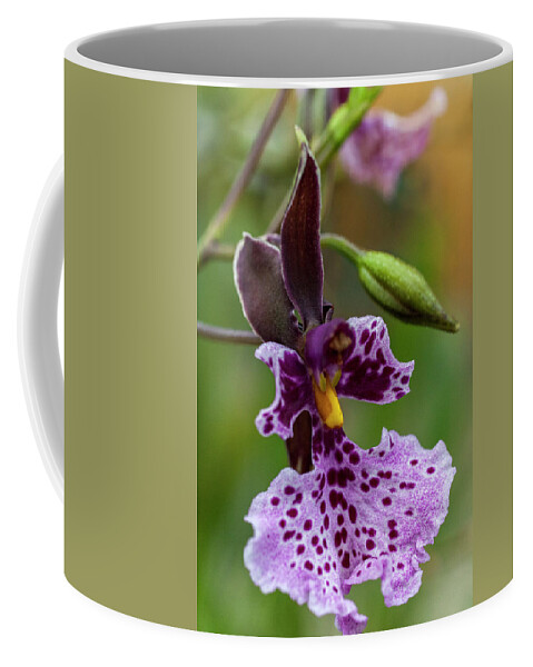 Orchid Coffee Mug featuring the photograph Orchid - Caucaea rhodosticta by Heiko Koehrer-Wagner
