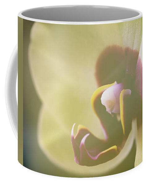 Chicago Botanical Gardens Coffee Mug featuring the photograph Orchid Dreams by Lauri Novak
