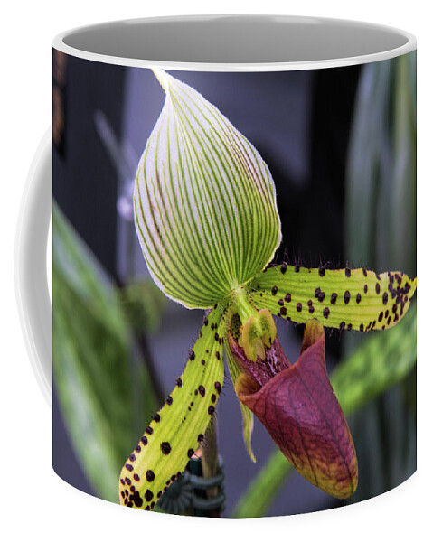 Botanical Coffee Mug featuring the photograph Orchid Show 7 by Alana Thrower