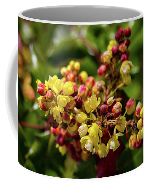 Flower Coffee Mug featuring the photograph Oregon Grape Holly Flowers by Aashish Vaidya