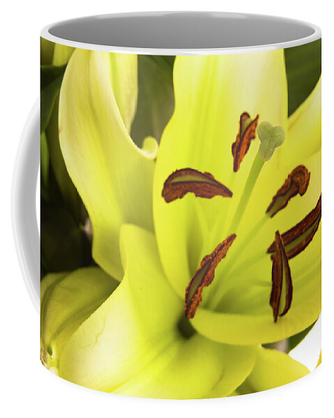 Alive Coffee Mug featuring the photograph Oriental Lily Flower by Raul Rodriguez