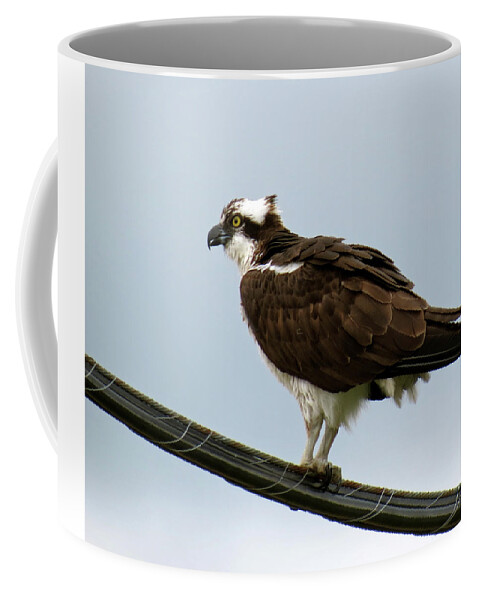 Bird Coffee Mug featuring the photograph Osprey by Azthet Photography
