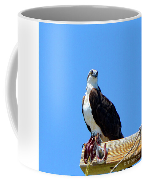 Osprey Coffee Mug featuring the photograph Osprey by Cindy Schneider