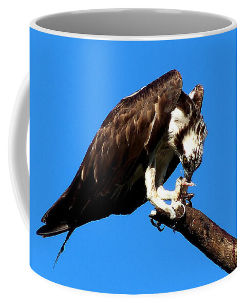 Osprey Coffee Mug featuring the photograph Osprey Feeding 004 by Christopher Mercer