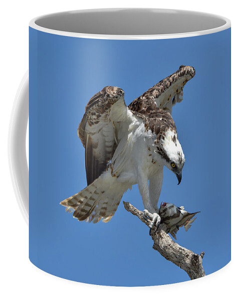 Osprey Coffee Mug featuring the photograph Osprey Feeding on a Fish by Artful Imagery