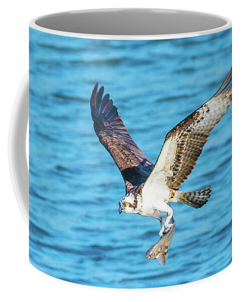 20170318 Coffee Mug featuring the photograph Osprey Fishing Success by Jeff at JSJ Photography