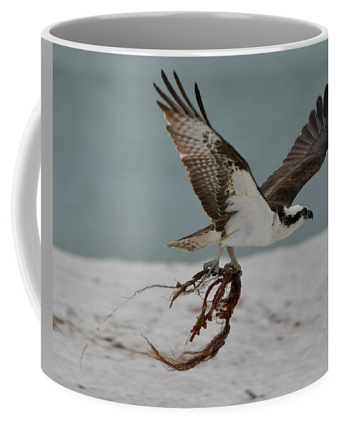 Osprey Coffee Mug featuring the photograph Osprey Flying with Seaweed by Artful Imagery