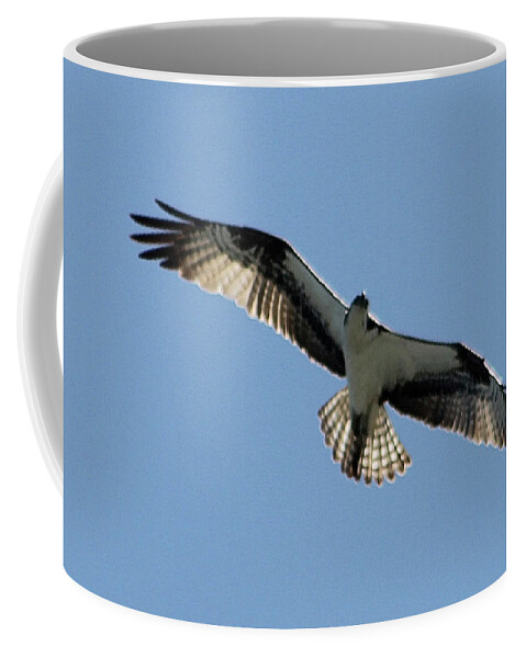 Osprey Coffee Mug featuring the photograph Osprey in Flight by Robert Banach