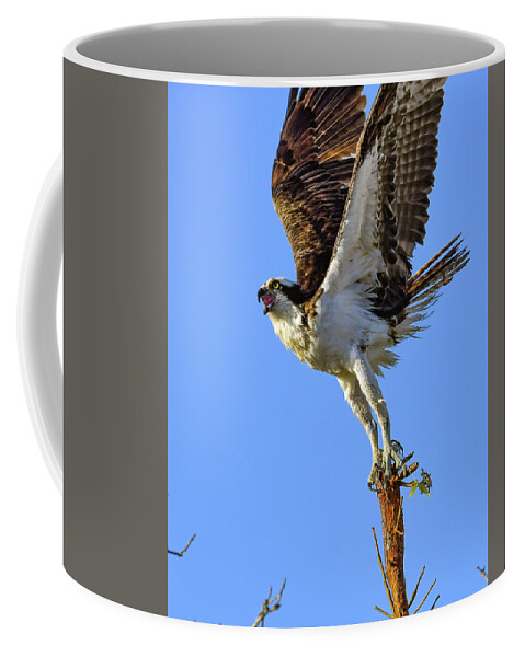 Osprey Coffee Mug featuring the photograph Osprey Reaching for the Sky by Artful Imagery