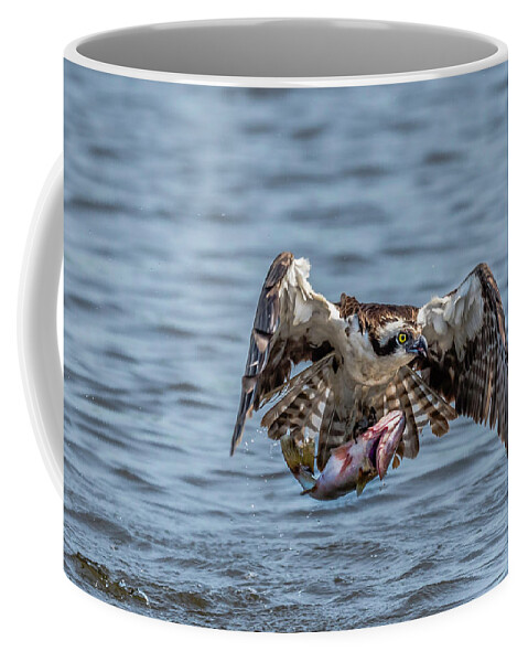Animal Coffee Mug featuring the photograph Osprey with Catch 9108 by Donald Brown