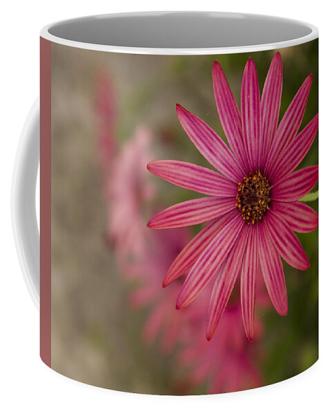 Floral Coffee Mug featuring the photograph Osteospermum The Cape Daisy by Shirley Mitchell
