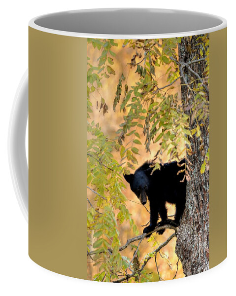 Black Bear Coffee Mug featuring the photograph Out On A Limb by Carol Montoya