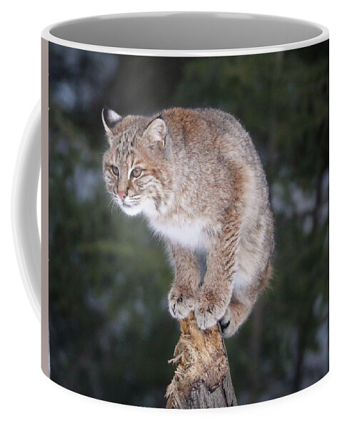 Bobcat Coffee Mug featuring the photograph Out On A Limb by Duane Cross
