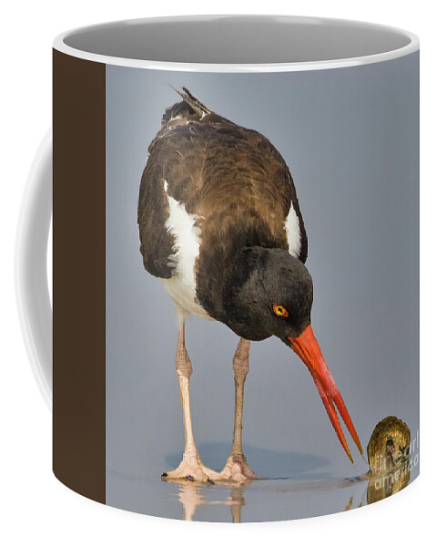 Jerry Fornarotto Coffee Mug featuring the photograph Oystercatcher with Shell by Jerry Fornarotto