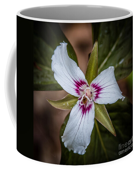 Painted Trillium Coffee Mug featuring the photograph Painted Trillium by Grace Grogan