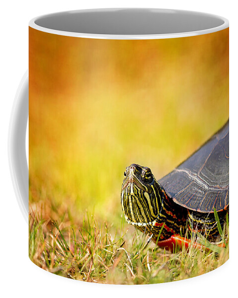 Painted Turtle Photo Coffee Mug featuring the photograph Painted Turtle Print by Gwen Gibson