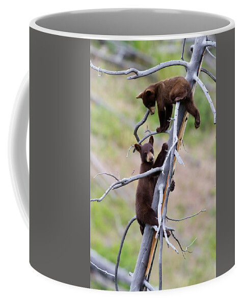 Bear Coffee Mug featuring the photograph Pair of Bear Cubs in a Tree by Mark Miller